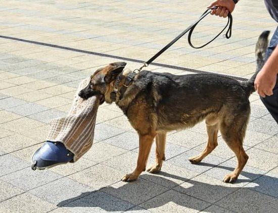 Step-by-step guide on how to train a Weimaraner dog for obedience and agility