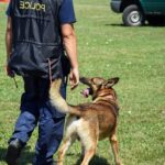 How to Train Dogs to Stop Biting: Positive Reinforcement Techniques for Behavioral Correction