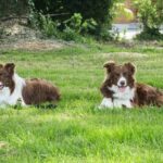 Step-by-step guide on how to train dog to not chase bikes successfully