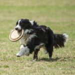 How to Train a Blue Tick Hound Dog Step-by-step guide on how to train a Blue Tick Hound dog for obedience and hunting