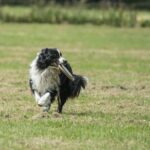 Can Small Dogs Be Trained to Use a Litter Box Small dogs trained for litter box use: effective training tips and methods for success