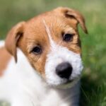 How to Train Waterfowl Hunting Dogs: Essential Techniques for a Successful Hunt