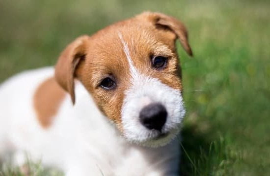 How to Train Waterfowl Hunting Dogs: Essential Techniques for a Successful Hunt