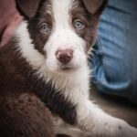 Can you potty train a dog with diapers: Helpful tips for using dog diapers during training