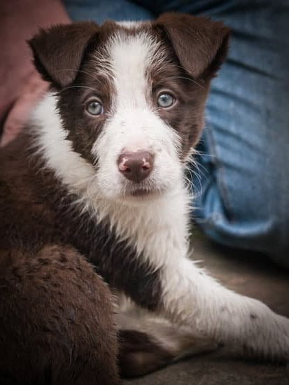 Can You Potty Train a Dog With Diapers 1 Can you potty train a dog with diapers: Helpful tips for using dog diapers during training