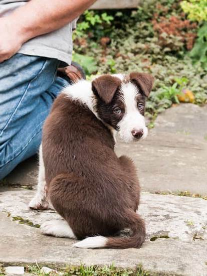 Step-by-step guide on how to train your dog to be groomed at home