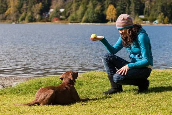 How to Train a Dog That Has No Shame 1 Step-by-step guide on how to train a shameless dog using positive reinforcement and patience