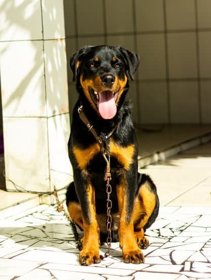 Who Trains Military Working Dogs 1 Professional dog trainers with expertise in military working dogs training