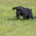 Do Service Dogs in Training Have Public Access in California DO SERVICE DOGS IN TRAINING HAVE PUBLIC ACCESS IN CALIFORNIA: Understanding the Laws and Regulations