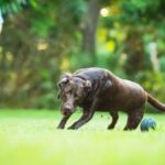 What Age to Train Bird Dog What age to train bird dog: Start at 6 months