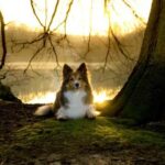 How to Train My Dog to Respect Me: positive reinforcement, consistency, and leadership in behavior