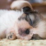 Guide on How to Train Your Dog to Stop Pulling When Walking: Expert Tips and Techniques