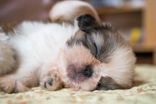 Guide on How to Train Your Dog to Stop Pulling When Walking: Expert Tips and Techniques