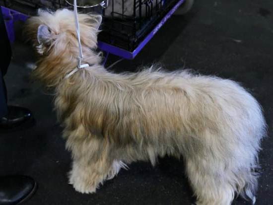 How to Be a Dog Trainer in the Philippines 1 Steps to Becoming a Dog Trainer in the Philippines: Training, Certification, and Specializations