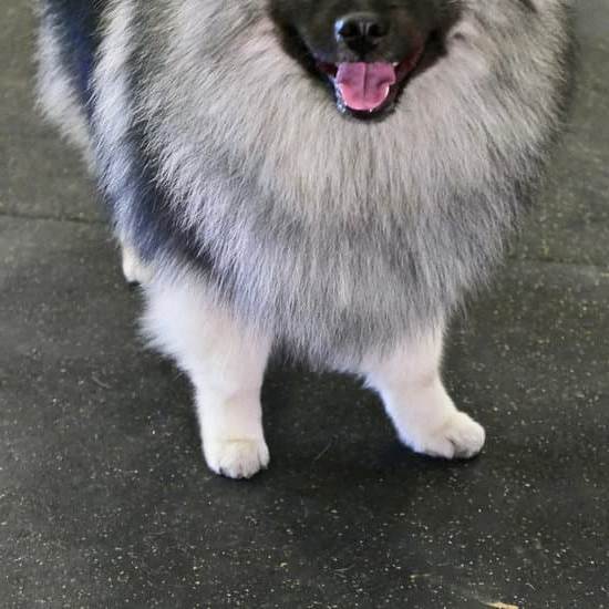 How to train dog in car: positive reinforcement, gradual exposure, safety harness for road trips