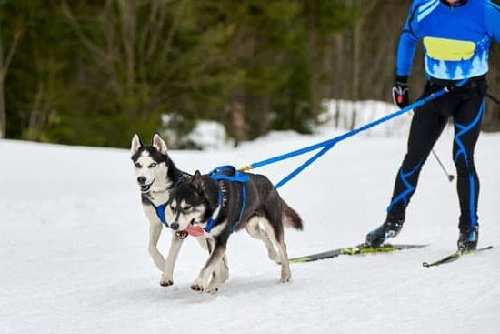 Reasons for my dog's potty training struggles: WHY IS MY DOG NOT GETTING POTTY TRAINING