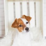 Step-by-step guide on how to train your dog to find golf balls effectively