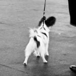 How to Train Your Dog From Barking at Other Dogs Step-by-step guide on how to train your dog from barking at other dogs effectively