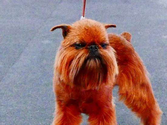 Step-by-step guide on how to train dog to dig avalanche rescue