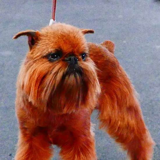 How to Get a Dog Leashed Trained 1 How to Get a Dog Leash-Trained: Start with Positive Reinforcement and Consistent Practice