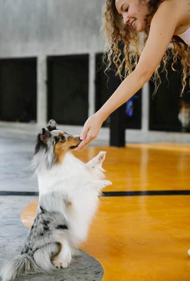 How do they train service dogs: An in-depth look at the training process