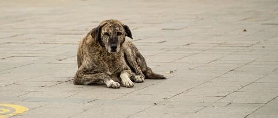 Yes, you can Consider purchasing a trained service dog for assistance