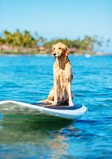 Jack Russell Terriers: Responsive, Intelligent, Trainable