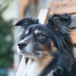 How to train a dog from jumping: Positive reinforcement and consistent training