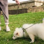 Can Your Dog Be Trained as a Service Dog Training a Dog as a Service Dog: Qualities, Requirements, and Accessibility