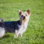 What Is the Most Difficult Dog to Train Challenging Breeds: What Is the Most Difficult Dog to Train