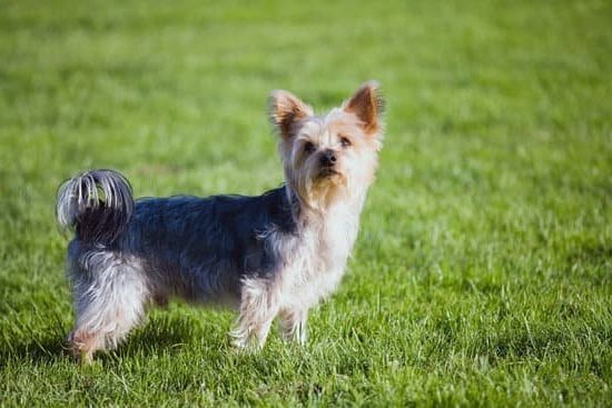 What Is the Most Difficult Dog to Train 1 Challenging Breeds: What Is the Most Difficult Dog to Train
