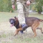 Step-by-step guide on how to train a rescue dog with separation anxiety for a calm and happy pup