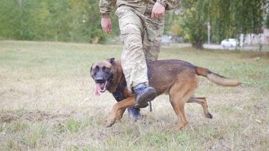 How to Train a Rescue Dog With Separation Anxiety 1 Step-by-step guide on how to train a rescue dog with separation anxiety for a calm and happy pup