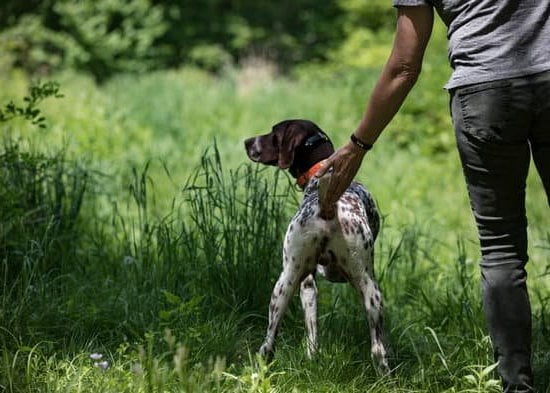 House train your dog in a designated spot in the backyard or a specific area inside your home
