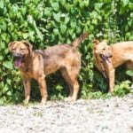 Step-by-step guide on how to train a deaf Pitbull dog