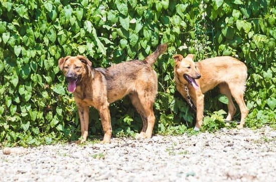 Step-by-step guide on how to train a deaf Pitbull dog