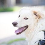 How Long Does It Take to Train Service Dogs How Long Does it Take to Train Service Dogs: A Detailed Timeline