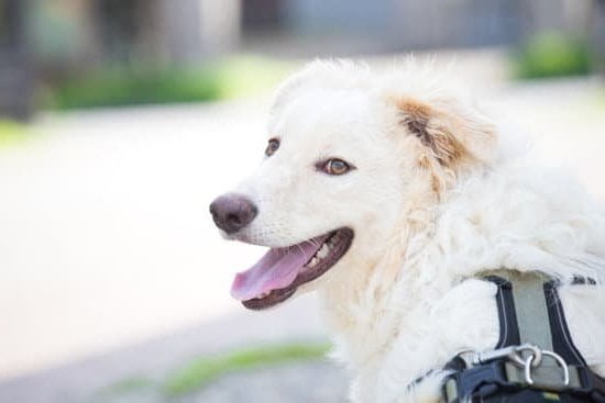 How Long Does it Take to Train Service Dogs: A Detailed Timeline