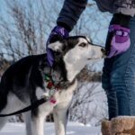 How to Become Certified as a Dog Trainer Step-by-step guide on how to become certified as a dog trainer through accredited programs