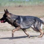 Can Humans Be Trained Like Dogs Can Humans Be Trained Like Dogs: Understanding the Psychology of Conditioning