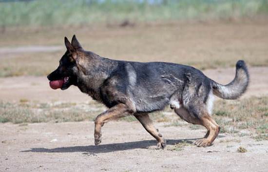 Can Humans Be Trained Like Dogs 1 Can Humans Be Trained Like Dogs: Understanding the Psychology of Conditioning