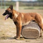 Expert Dog Training by Don Williams - Unleash Better Behaved Pets Today