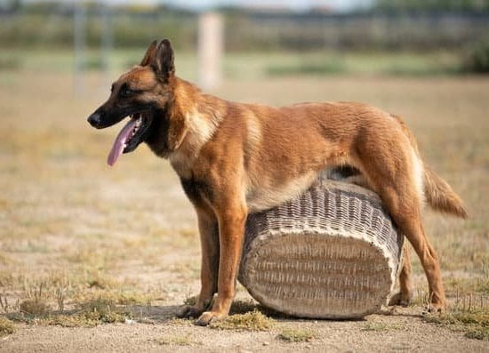 Expert Dog Training by Don Williams - Unleash Better Behaved Pets Today