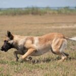 Are male dogs harder to train than females - Tips for training male dogs versus female dogs