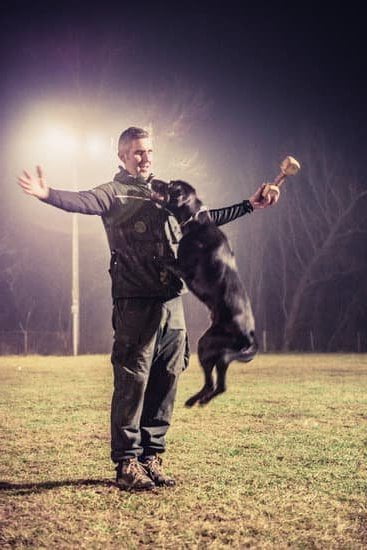 Learn the cost of McCann Dog Training in your area for effective results