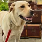 How to Train a Dog to Guard Chickens How to Train a Dog to Guard Chickens: Proper Training Methods for Protecting Poultry