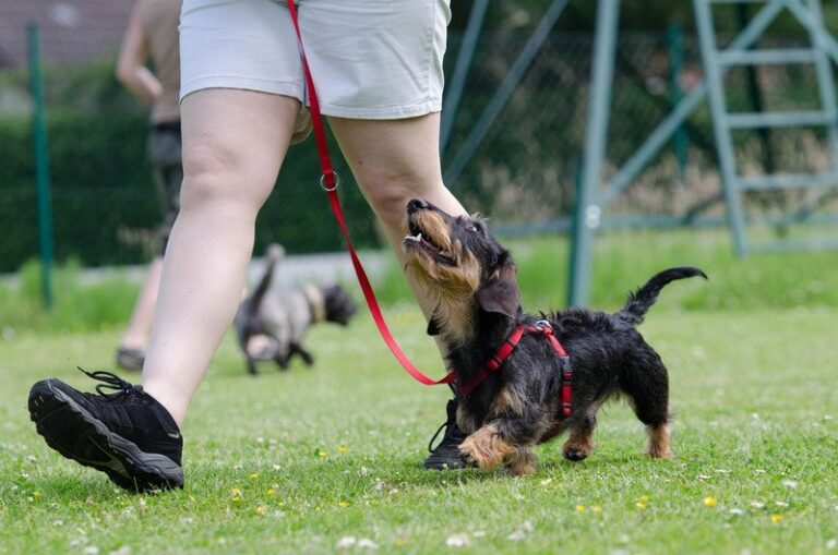 Step-by-step guide on how to potty train a large breed dog effectively