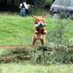 How to Train Anxiety Service Dog How to train anxiety service dogs: step-by-step guide for effective training