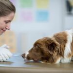 How to Train Dog to Pee and Poop Indoor Step-by-step guide on how to train dog to pee and poop indoors effectively