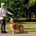 Step-by-step guide on how to train your dog to sense seizures